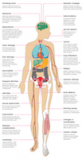Infografía de alcohol Healthline