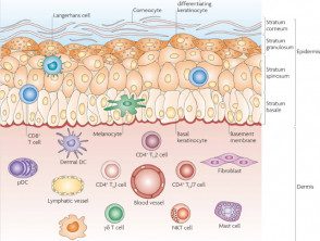 Anatomía de la piel y efectores celulares.
