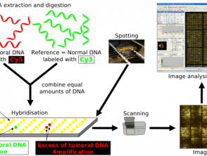 640px-array-cgh-protocol__protectwyjqcm90zwn0il0_focusfillwzi5ncwymjisingildywxq-svg_-7256730-3645167