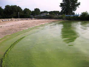 Floración de algas verdes azules Lago Erie