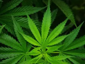cannabis-leaf-hemp-v2__protectwyjqcm90zwn0il0_focusfillwzi5ncwymjisingildiwxq-4617148-2702605