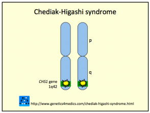 syndrome de chediak-higashi__protectwyjqcm90zwn0il0_focusfillwzi5ncwymjisingildfd-7365485-1814492