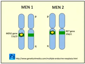 multiple-endocrine-neoplasia-men__protectwyjqcm90zwn0il0_focusfillwzi5ncwymjisingildfd-9610465-2775903