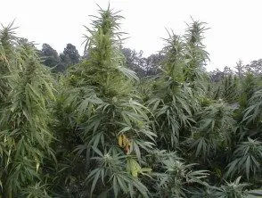 u-v2__protectwyjqcm90zwn0il0_focusfillwzi5ncwymjisingildfd-s-_government_medical_marijuana_crop-_university_of_mississippi-_oxford-3292790-3975005