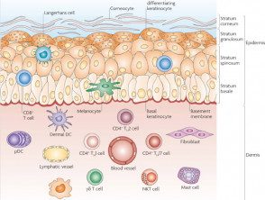 anatomy-cellular-effectors__protectwyjqcm90zwn0il0_focusfillwzi5ncwymjisinkildvd-8622940-2838618