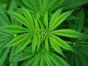 plante de cannabis-sativa-1404978544z8u-v2__protectwyjqcm90zwn0il0_focusfillwzi5ncwymjisingildiwxq-9664293-8077814