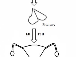 La vía del eje hipotalámico-hipofisario-gonadal en mujeres