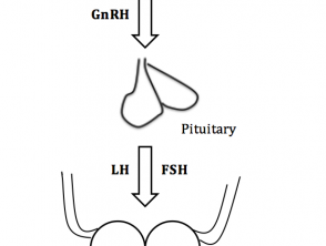 La vía del eje hipotalámico-hipofisario-gonadal en hombres