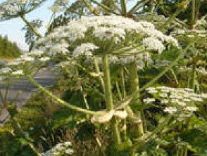 Hogweed gigante