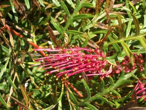 grevillea