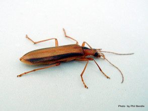 lax-beetle-5__protectwyjqcm90zwn0il0_focusfillwzi5ncwymjisingildfd-2294483-2859426