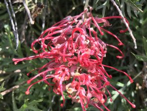 Robyn Gordon grevillea