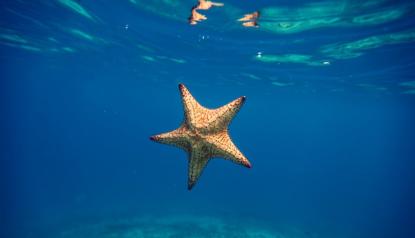 starfish-bites-of-marine-animals-2081888-7201850-jpg-6039591